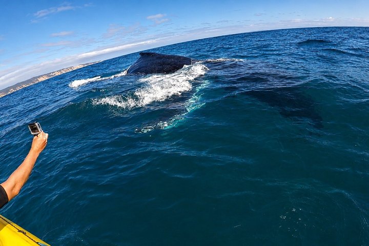 Noosa : Excursion épique en 4X4 d'observation des baleines sur les kayaks d'océan et la plage
