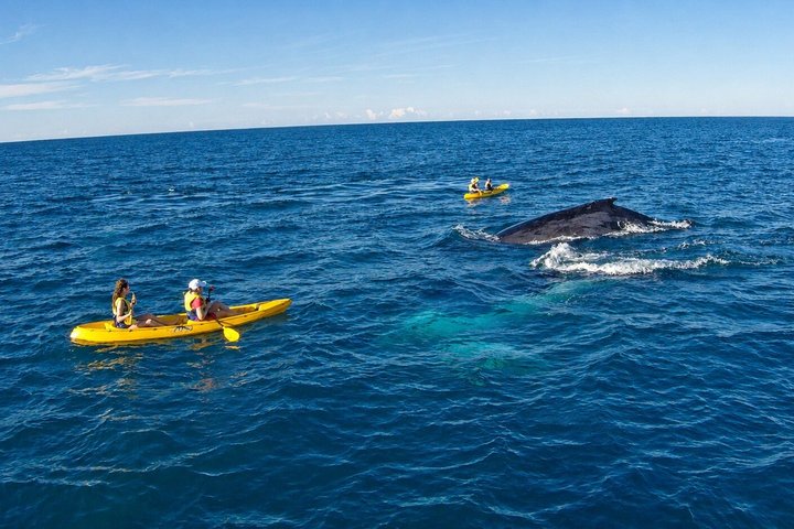 Noosa : Excursion épique en 4X4 d'observation des baleines sur les kayaks d'océan et la plage