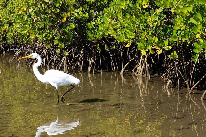 Noosa Heads : Epico tour in kayak per vie d'acqua nascoste e fauna selvatica