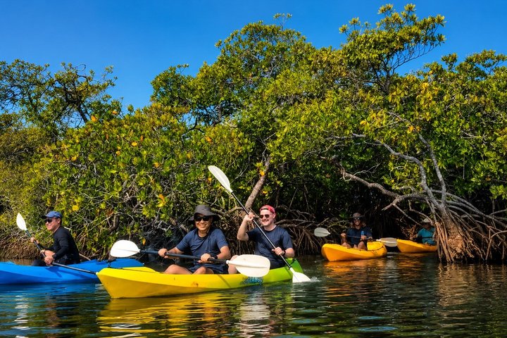 Noosa Heads : Epico tour in kayak per vie d'acqua nascoste e fauna selvatica