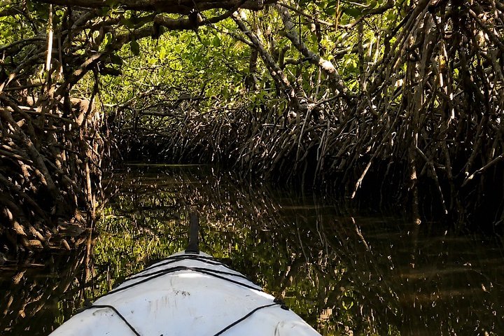 Noosa Heads : Epico tour in kayak per vie d'acqua nascoste e fauna selvatica