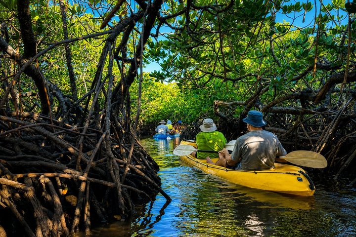 Noosa Heads : Epico tour in kayak per vie d'acqua nascoste e fauna selvatica