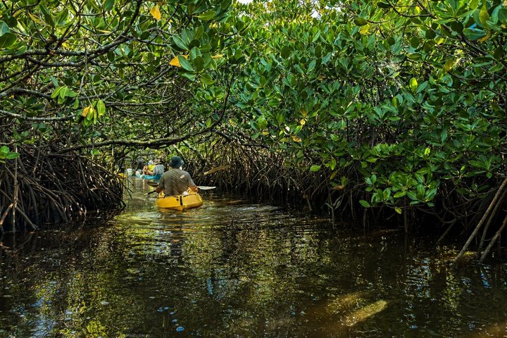 Noosa Heads : Epico tour in kayak per vie d'acqua nascoste e fauna selvatica