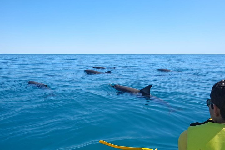 Rainbow Beach: Delfiner och vilda djur Ocean Kayak & Beach 4WD Tour
