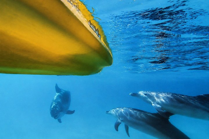 Rainbow Beach: Delfiner och vilda djur Ocean Kayak & Beach 4WD Tour
