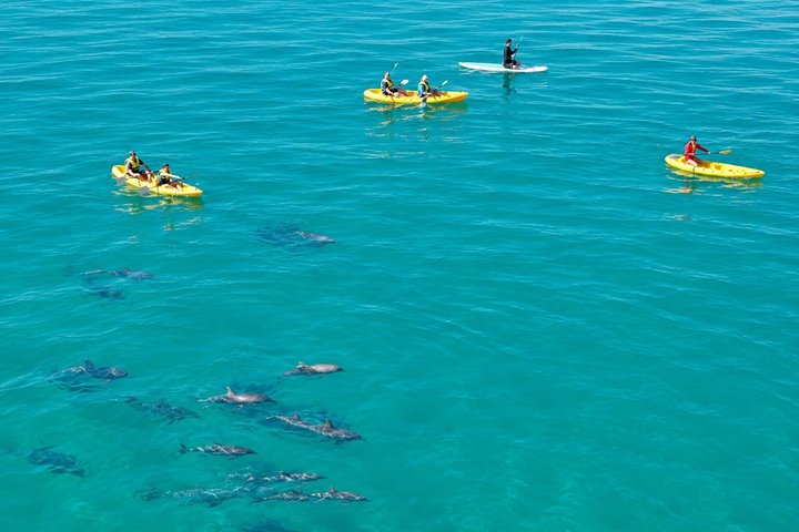 Rainbow Beach: Delfiner och vilda djur Ocean Kayak & Beach 4WD Tour