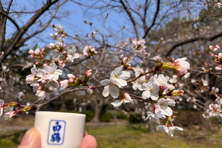 Kobe Sake Tour med Ekspert Guide: 3 + Bryggeri, Tastings Inkludert