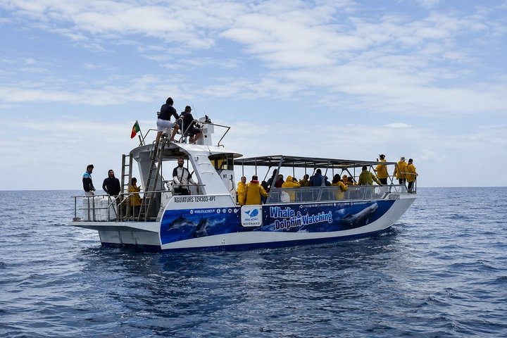 Avistamiento de ballenas y delfines en la isla de Pico - Medio día