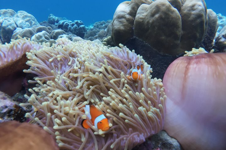 Tour de snorkeling de baixa temporada de Koh Lipe em barco longtail tradicional