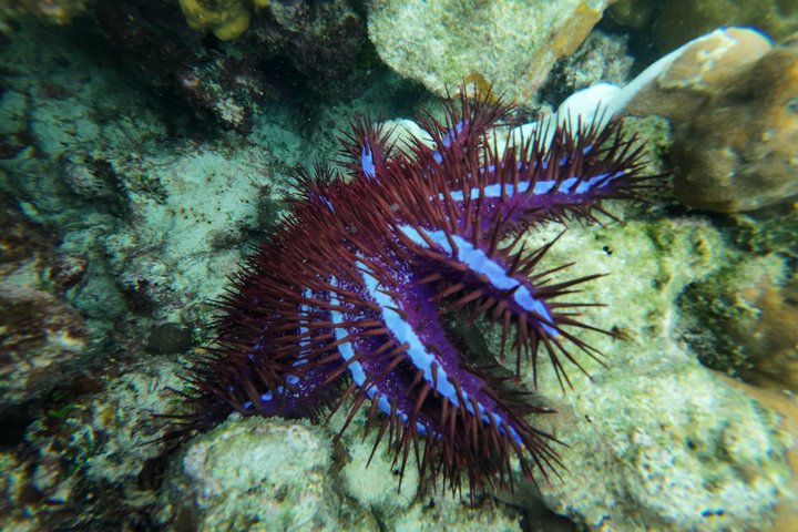 Tour de snorkeling de baixa temporada de Koh Lipe em barco longtail tradicional