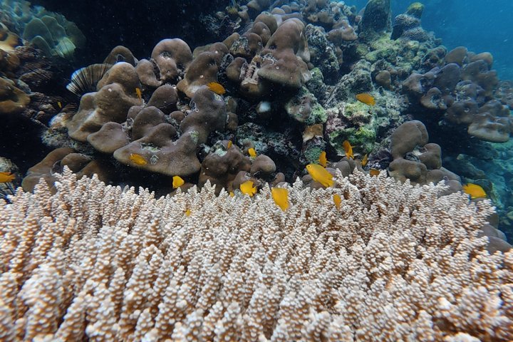Tour de snorkeling de baixa temporada de Koh Lipe em barco longtail tradicional