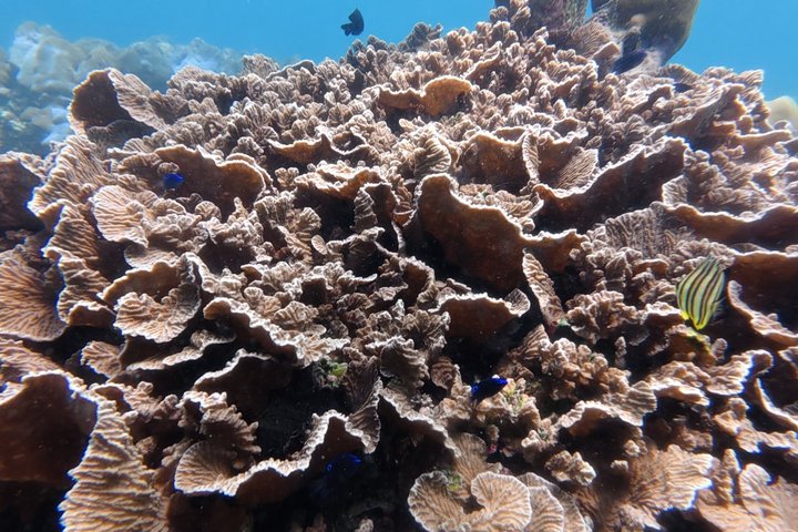 Tour de snorkeling de baixa temporada de Koh Lipe em barco longtail tradicional
