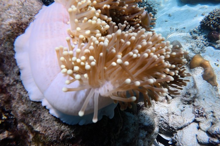 Tour de snorkeling de baixa temporada de Koh Lipe em barco longtail tradicional