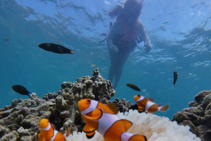 Tour de snorkeling de baixa temporada de Koh Lipe em barco longtail tradicional