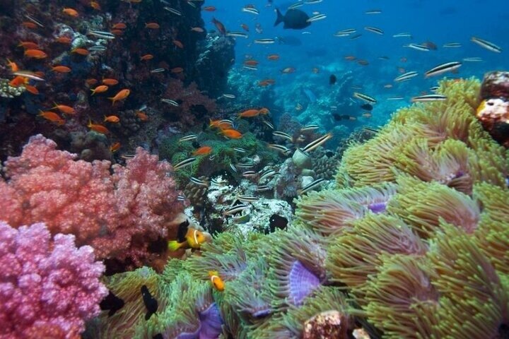 Esperienza di snorkeling di mezza giornata nell'isola di Phu Quoc