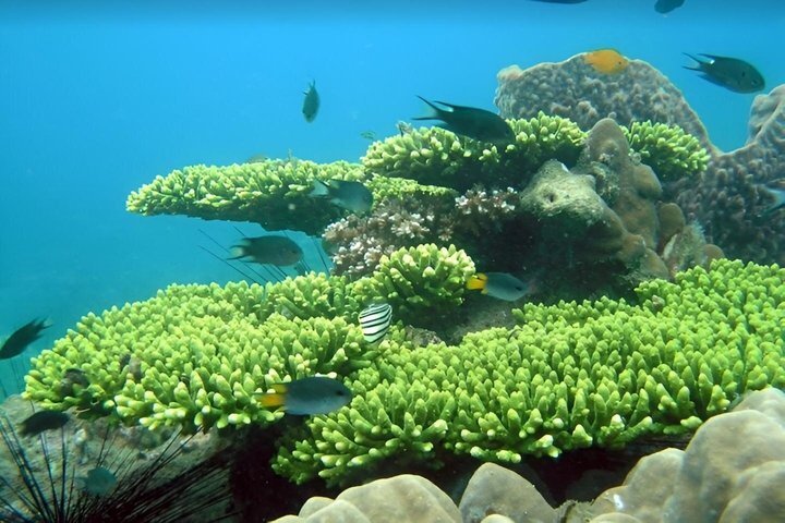 Esperienza di snorkeling di mezza giornata nell'isola di Phu Quoc