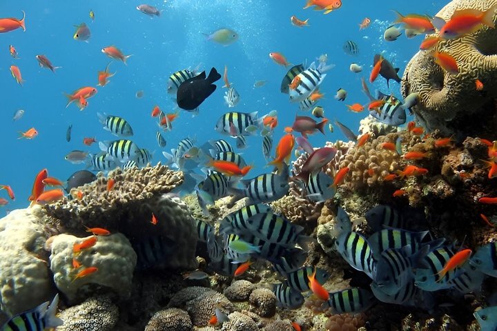 Esperienza di snorkeling di mezza giornata nell'isola di Phu Quoc