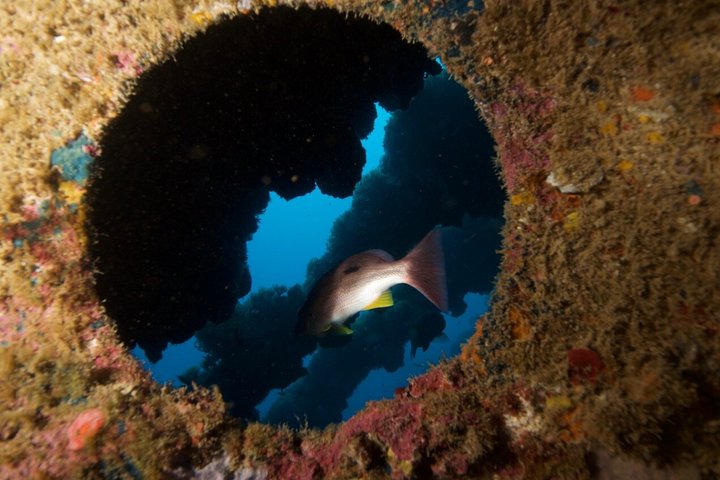 Bucea en el naufragio de S.S. Yongala en la Gran Barrera de Coral.
