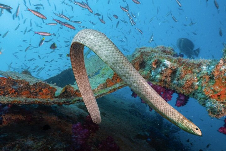Bucea en el naufragio de S.S. Yongala en la Gran Barrera de Coral.