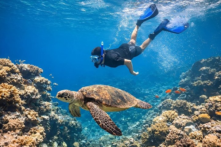 Sharm El Naga Journée complète de plongée avec tortues et déjeuner – Hurghada