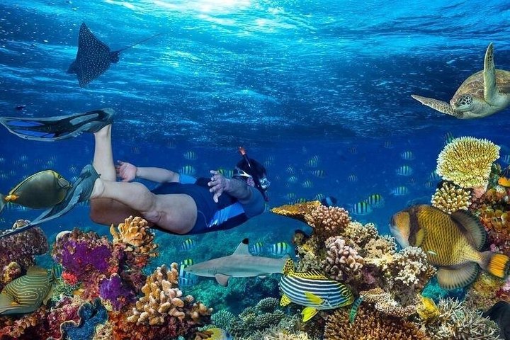 Sharm El Naga Journée complète de plongée avec tortues et déjeuner – Hurghada