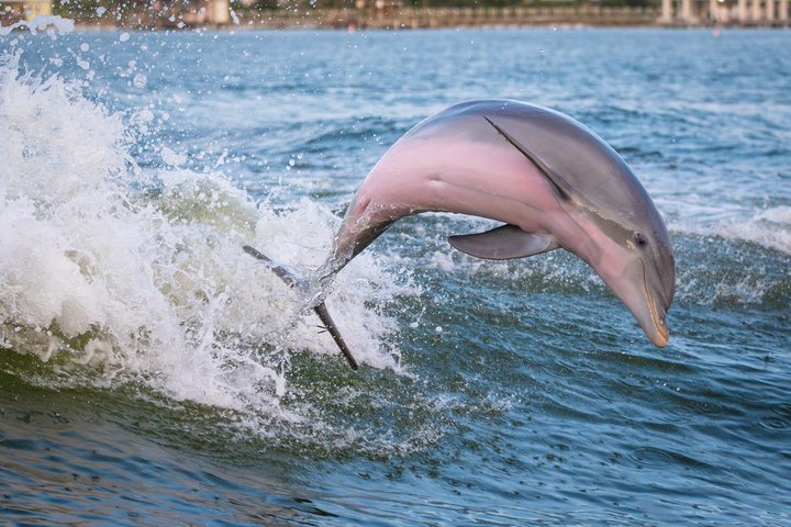 Hoteller i nærheten av BIG FUN Dolphin Cruise & Sealife
