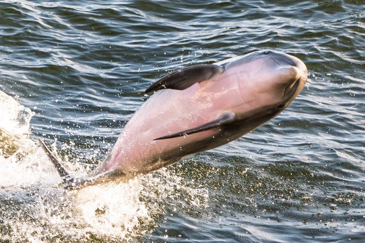 Hoteller i nærheten av BIG FUN Dolphin Cruise & Sealife