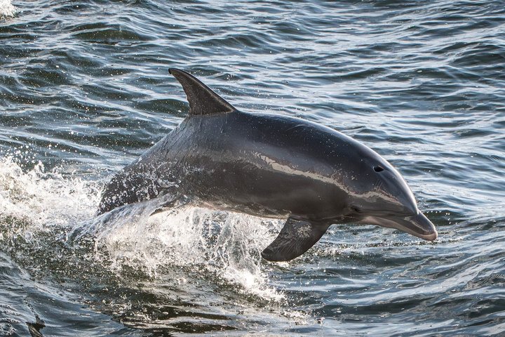 Hoteller i nærheten av BIG FUN Dolphin Cruise & Sealife