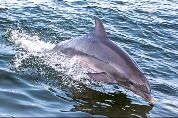 Hoteller i nærheten av BIG FUN Dolphin Cruise & Sealife