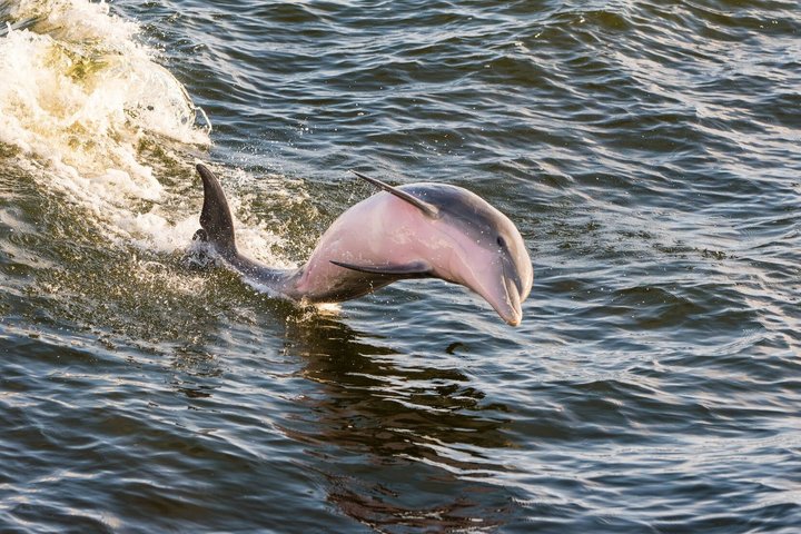 Hoteller i nærheten av BIG FUN Dolphin Cruise & Sealife