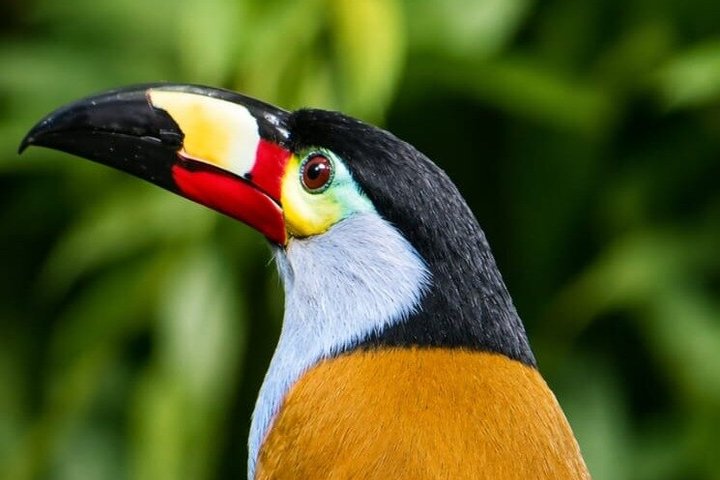 Mindo Regenwoud Vogelspotten & Fotografie I Privé Dagtocht