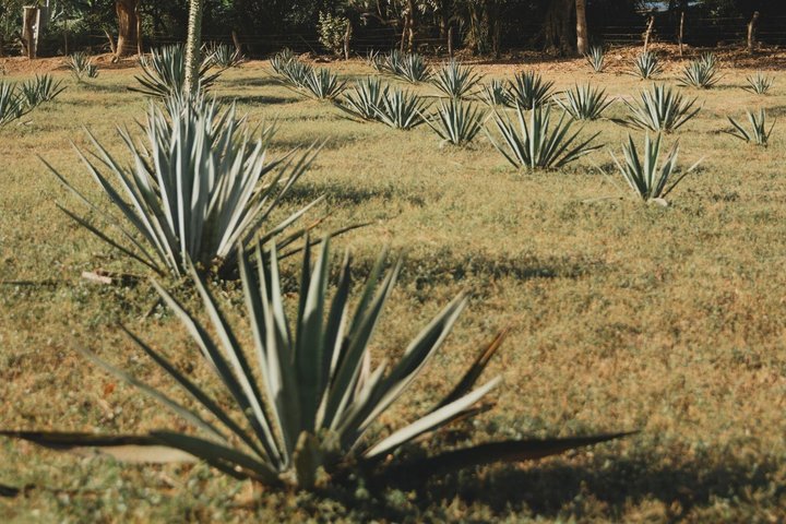 Restauranter i nærheten av Cachasol Tequila Tasting & Raicilla Distillery Tour