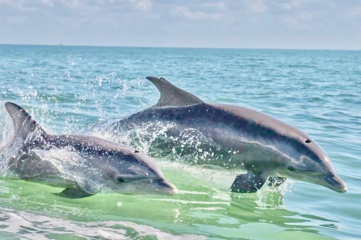 Crociera con delfini condivisi a Pensacola Beach | Frisky Mermaid