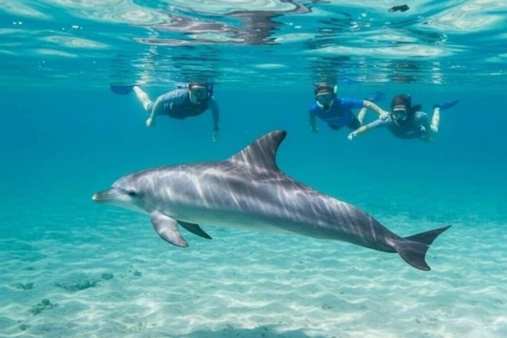 Sharm El Naga Journée complète de plongée avec tortues et déjeuner – Hurghada