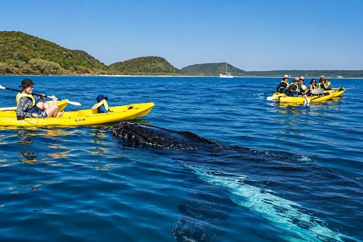 Noosa : Excursion épique en 4X4 d'observation des baleines sur les kayaks d'océan et la plage