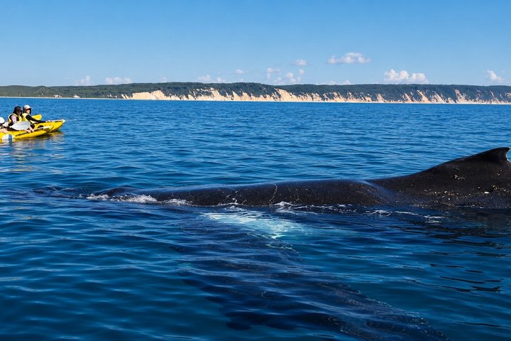Noosa : Excursion épique en 4X4 d'observation des baleines sur les kayaks d'océan et la plage
