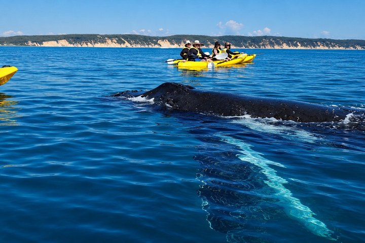 Noosa : Excursion épique en 4X4 d'observation des baleines sur les kayaks d'océan et la plage