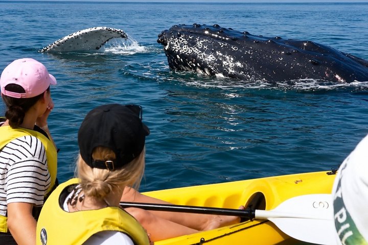 Noosa : Excursion épique en 4X4 d'observation des baleines sur les kayaks d'océan et la plage