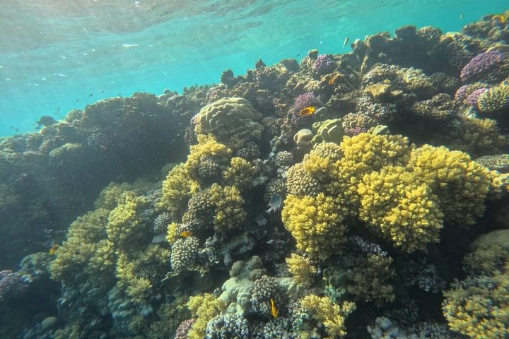 Sharm El Naga Journée complète de plongée avec tortues et déjeuner – Hurghada