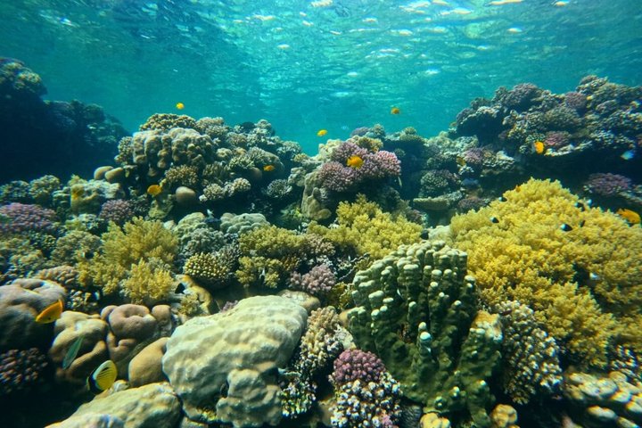 Sharm El Naga Journée complète de plongée avec tortues et déjeuner – Hurghada