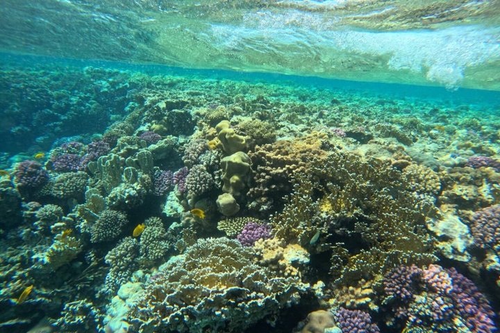 Sharm El Naga Journée complète de plongée avec tortues et déjeuner – Hurghada