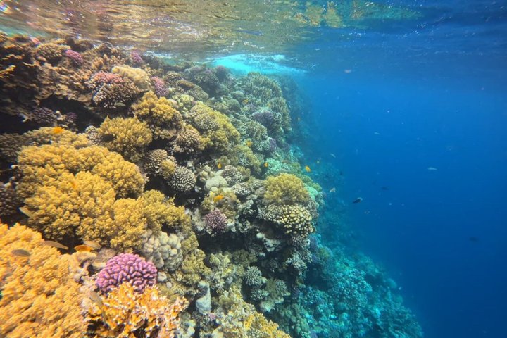 Sharm El Naga Journée complète de plongée avec tortues et déjeuner – Hurghada