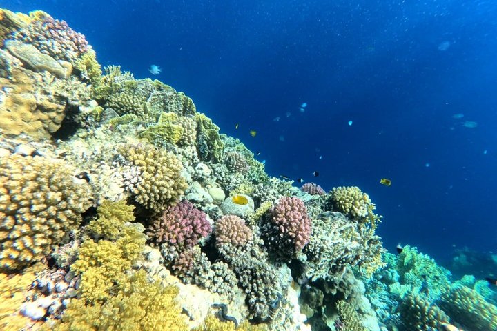 Sharm El Naga Journée complète de plongée avec tortues et déjeuner – Hurghada