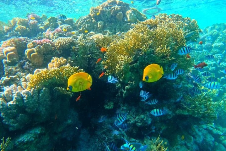Sharm El Naga Journée complète de plongée avec tortues et déjeuner – Hurghada