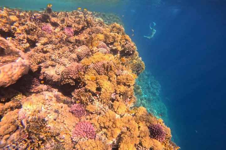 Sharm El Naga Journée complète de plongée avec tortues et déjeuner – Hurghada