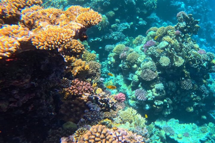 Sharm El Naga Journée complète de plongée avec tortues et déjeuner – Hurghada