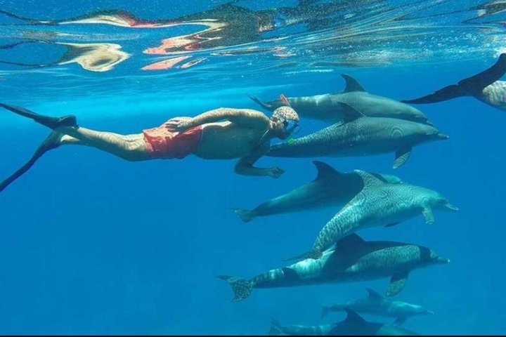 Sharm El Naga Journée complète de plongée avec tortues et déjeuner – Hurghada