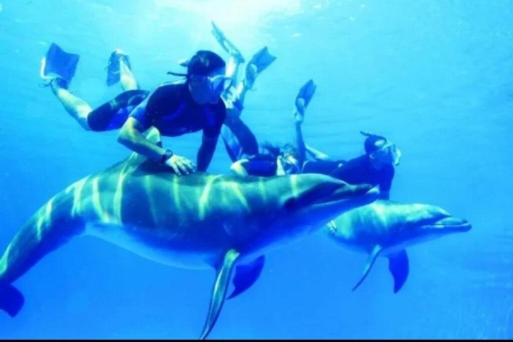 Sharm El Naga Journée complète de plongée avec tortues et déjeuner – Hurghada