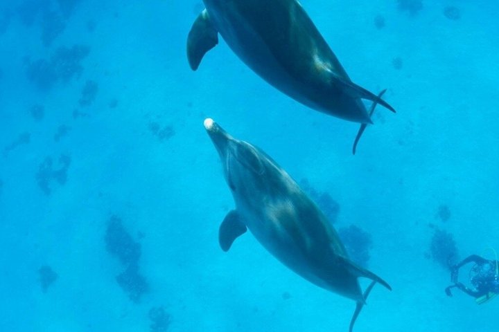 Abu Dabbab Volledige dag snorkelen met schildpadden & Dugong – Hurghada