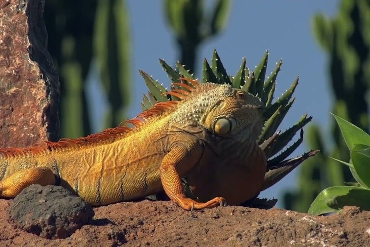 Entradas para el Agadir Crocoparc con traslado de ida y vuelta, todo incluido.